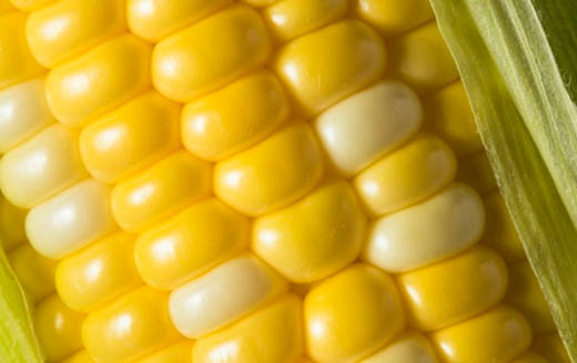 노란색과 흰색으로 이루어진 초당옥수수의 알맹이들이 눈에 보인다.