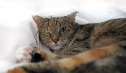 한쪽 눈을 감고 이불에 누워 있는 고양이.