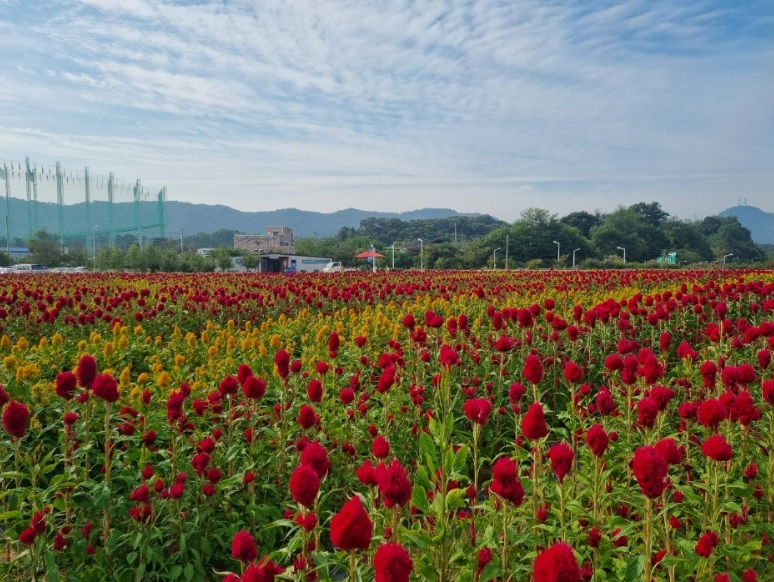 양주 나리농원 천일홍축제