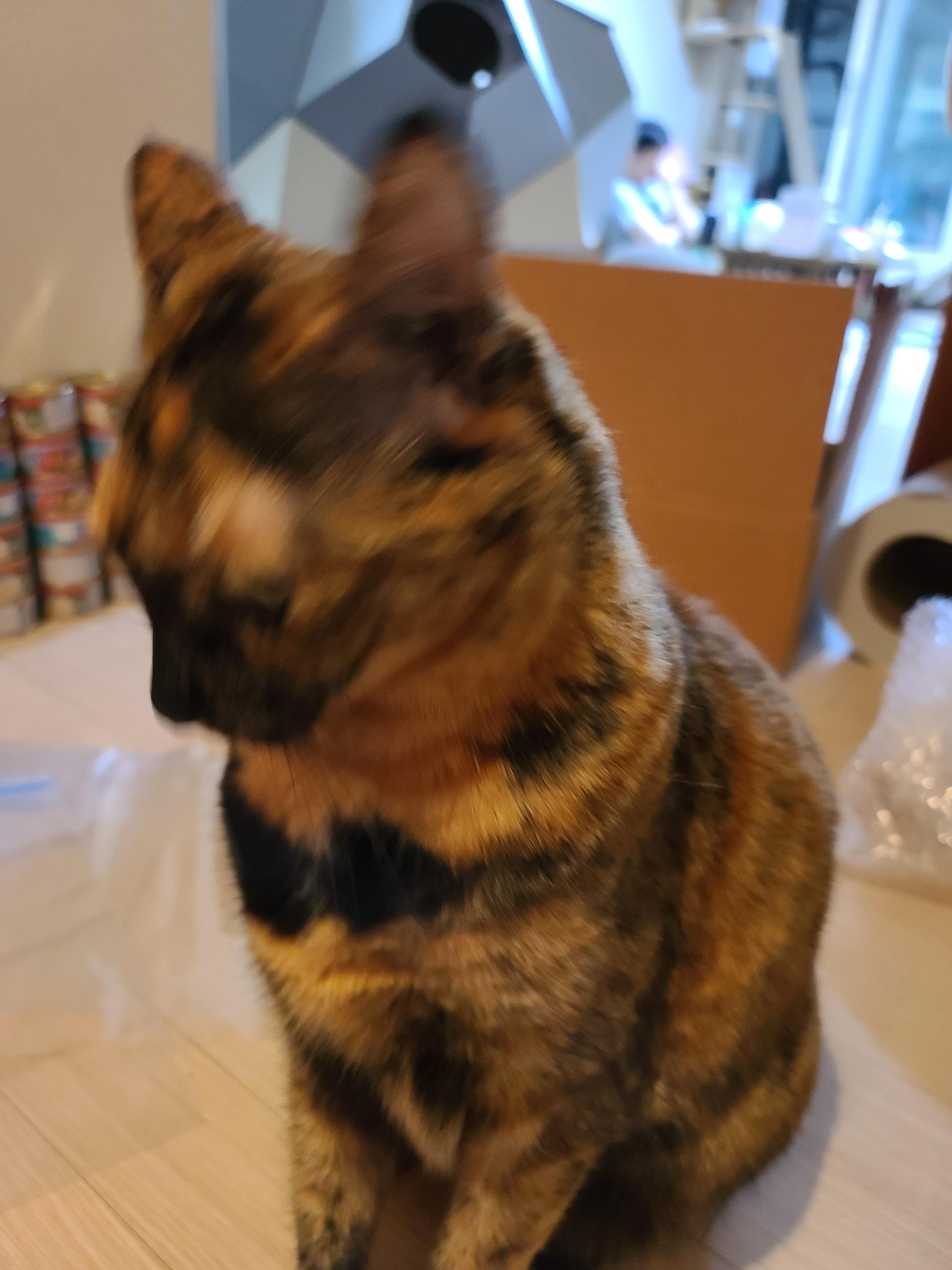 '기다려' 하는 먹보 고양이. 카오스 소심냥 사랑이.