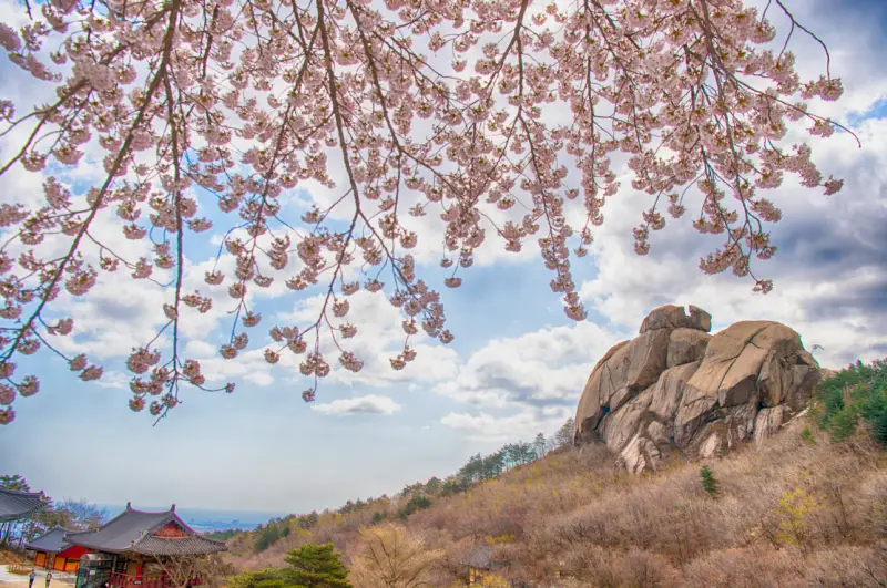 고성 문수암 벚꽃길 