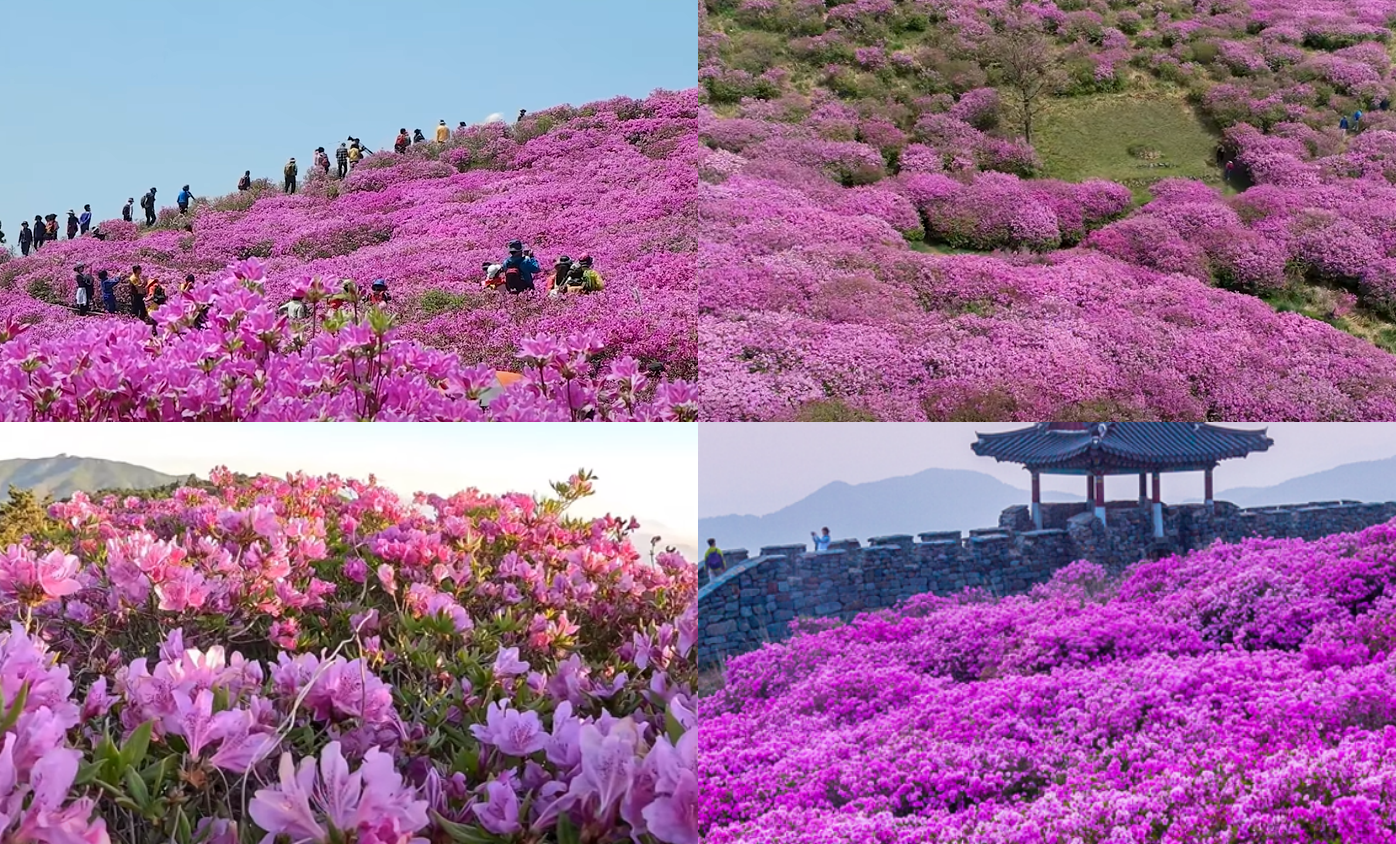 황매산 철쭉 개화시기