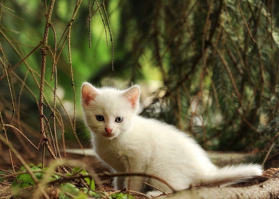 고양이 댕댕이 냥이 멍멍이 댕댕이집사 반려묘