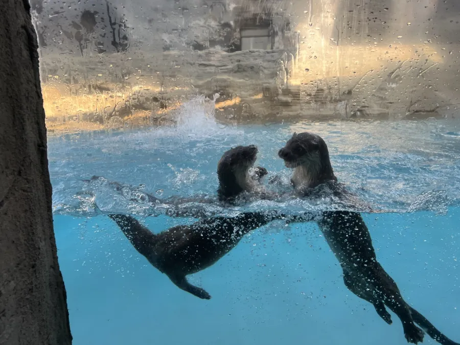 어린이대공원 수달