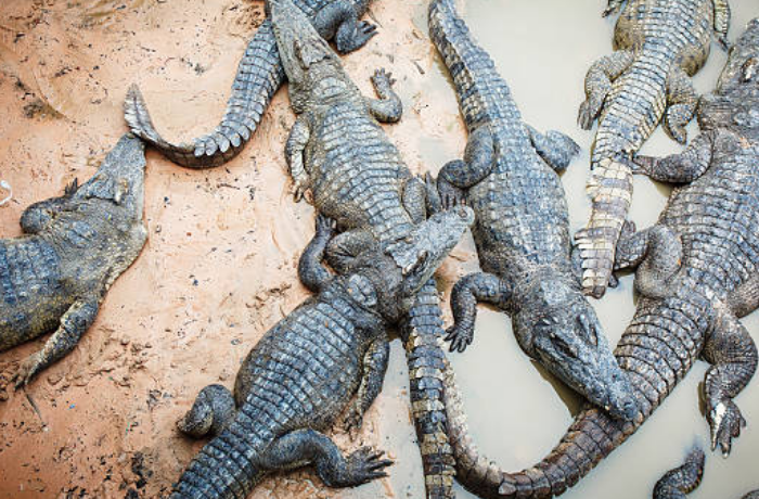 악어 무리의 꿈