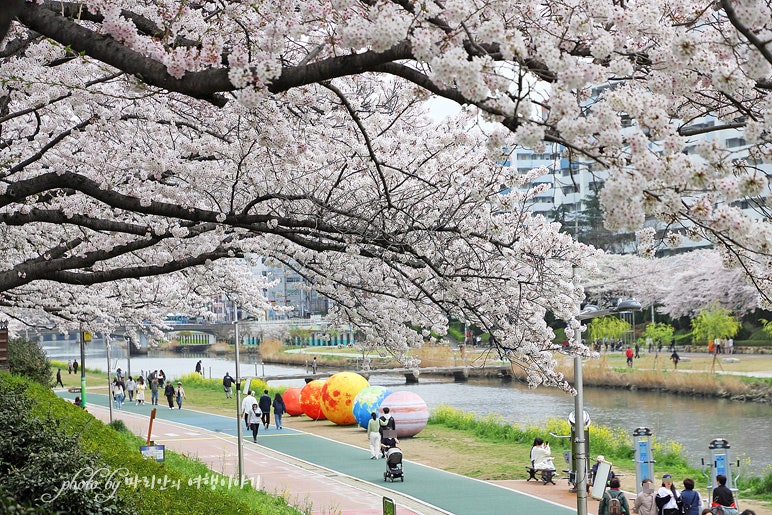 2026 부산 벚꽃 명소 온천천 벚꽃길 만개 풍경 봄 여행 추천