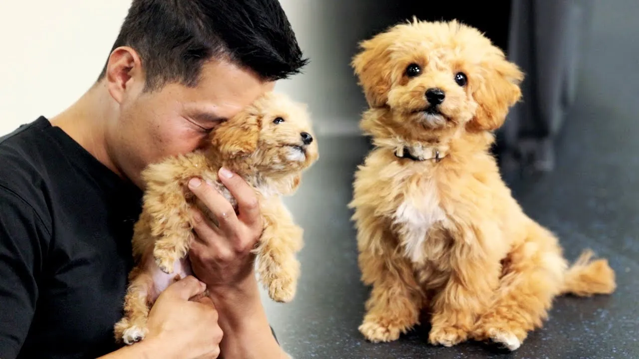 말티푸 단점 장점 성견 크기 분양가격_1