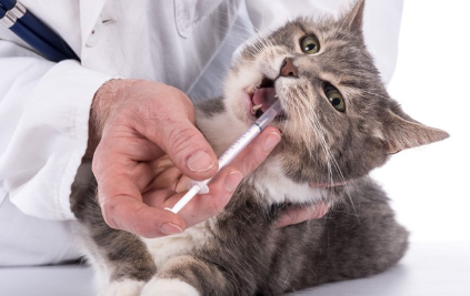 주사 맞는 고양이.