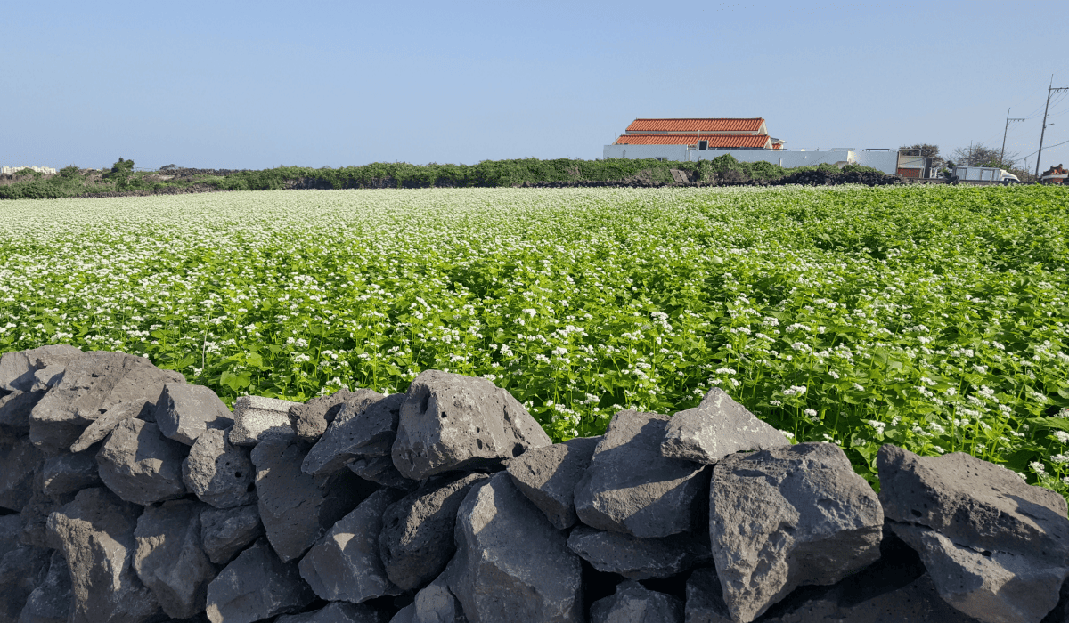 제주렌트카비교사이트_18