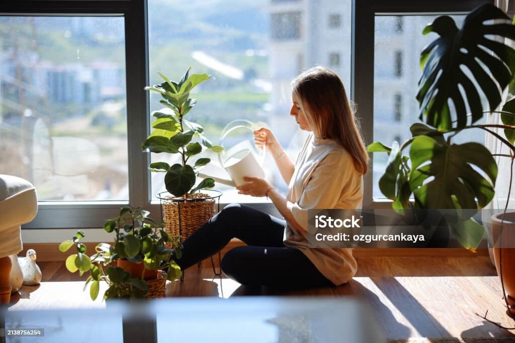 집 안 공기를 깨끗하게 만드는 식물