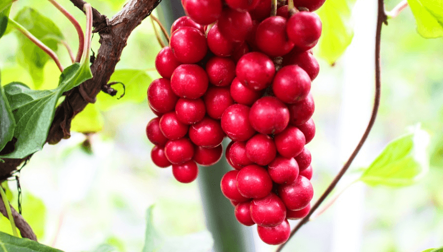 폐렴에 좋은 음식 오미자