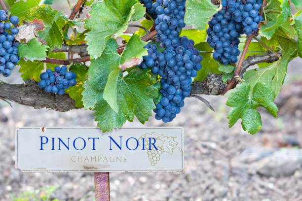 ์ฐ์ดํ & ํผ๋
ธ ๋์(Pinot Noir) ์์ธ ํ์ด๋ง๏ฝ๊ฐ์น ๋ง๊ณผ ๋ถ์ ๊ณผ์ผ, ์ฌ์ธํจ์ ๋ง๋จ
