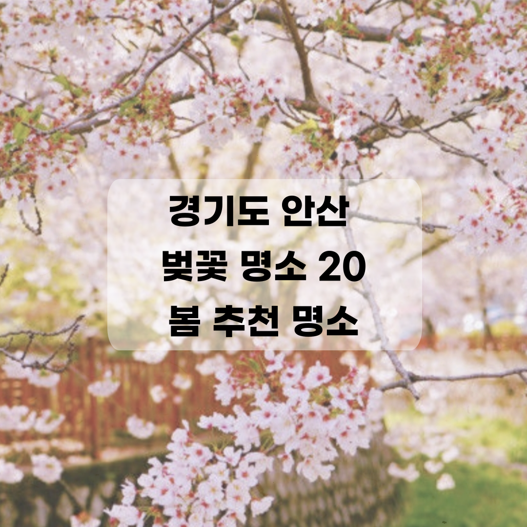 경기도 안산 벚꽃 명소 20