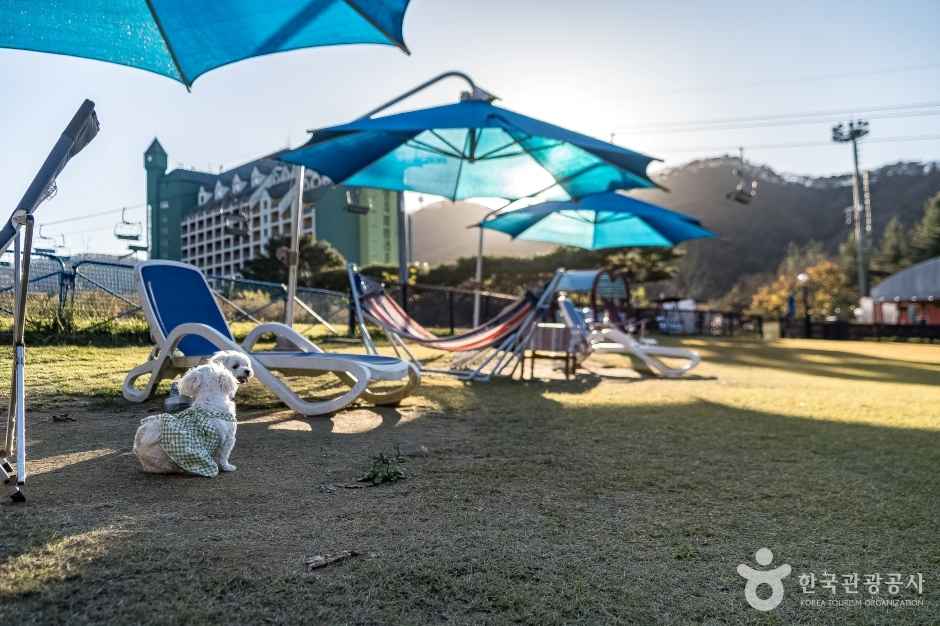 용인 양지파인펫파크