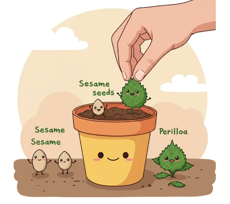 경북 지역참깨들깨 씨앗 파종시기