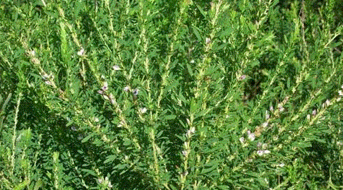 야관문 효능 부작용 