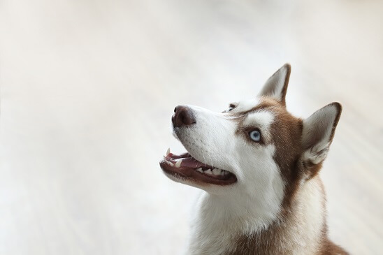 시베리안 허스키(Siberian Husky)