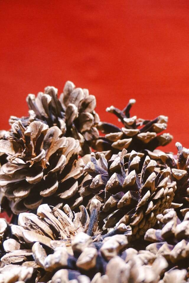 향긋하고 달콤한 잣 01