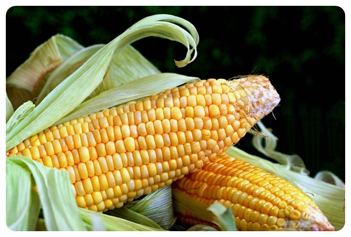 옥수수 1