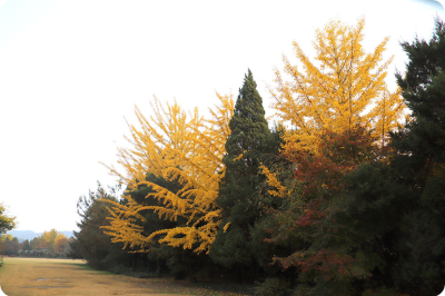 벽초지수목원 가을국화축제 자유의공간 이미지/ 출처: 벽초지수목원 홈페이지