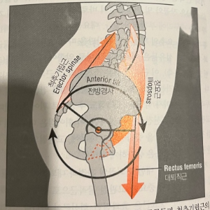 골반전방경사에_관여하는_근육