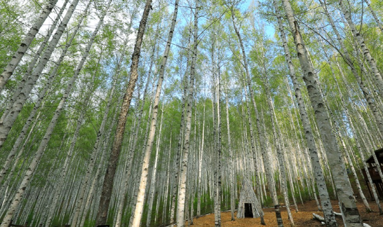 인제 자작나무숲