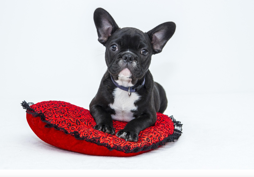 강아지 건강을 지키는 계절별 용품 관련 이미지