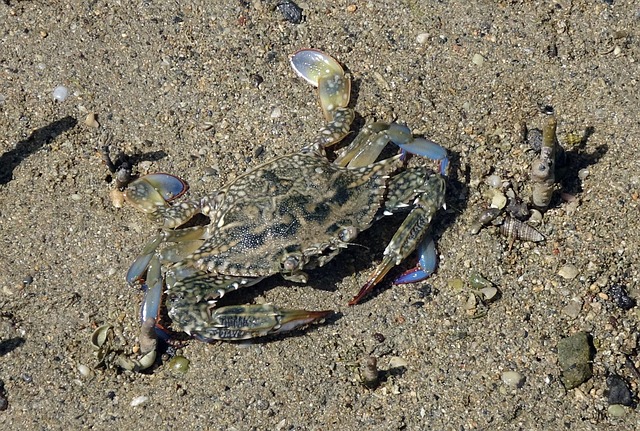 Spicy Marinated Raw Crab (Yangnyeom Gejang) image