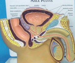전립선비대증 치료와 좋은음식 총정리