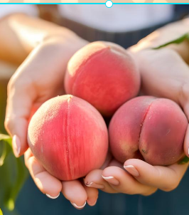 제사상 금기시 음식