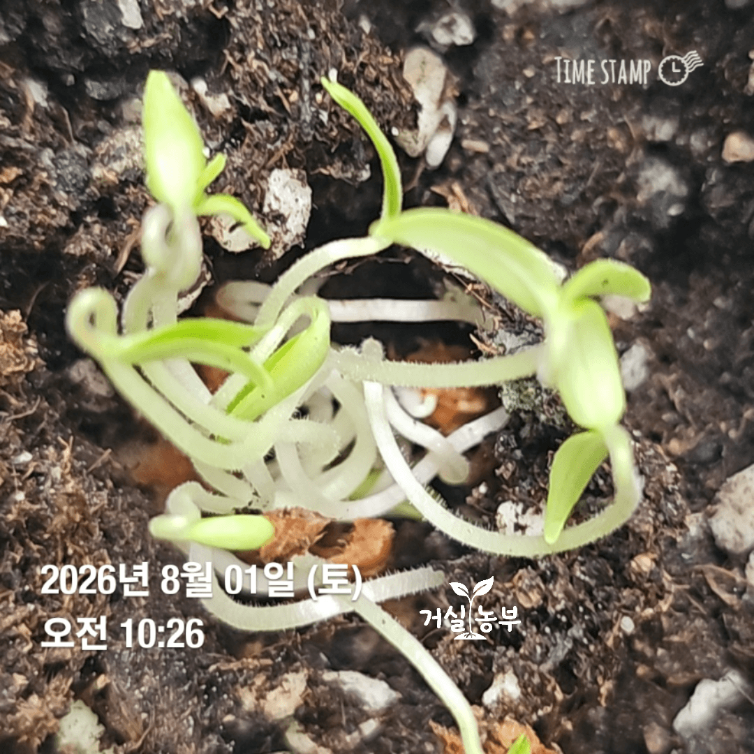 마트 방울토마토 씨앗 여러 개가 동시에 발아한 모습