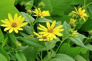 돼지감자 효능16