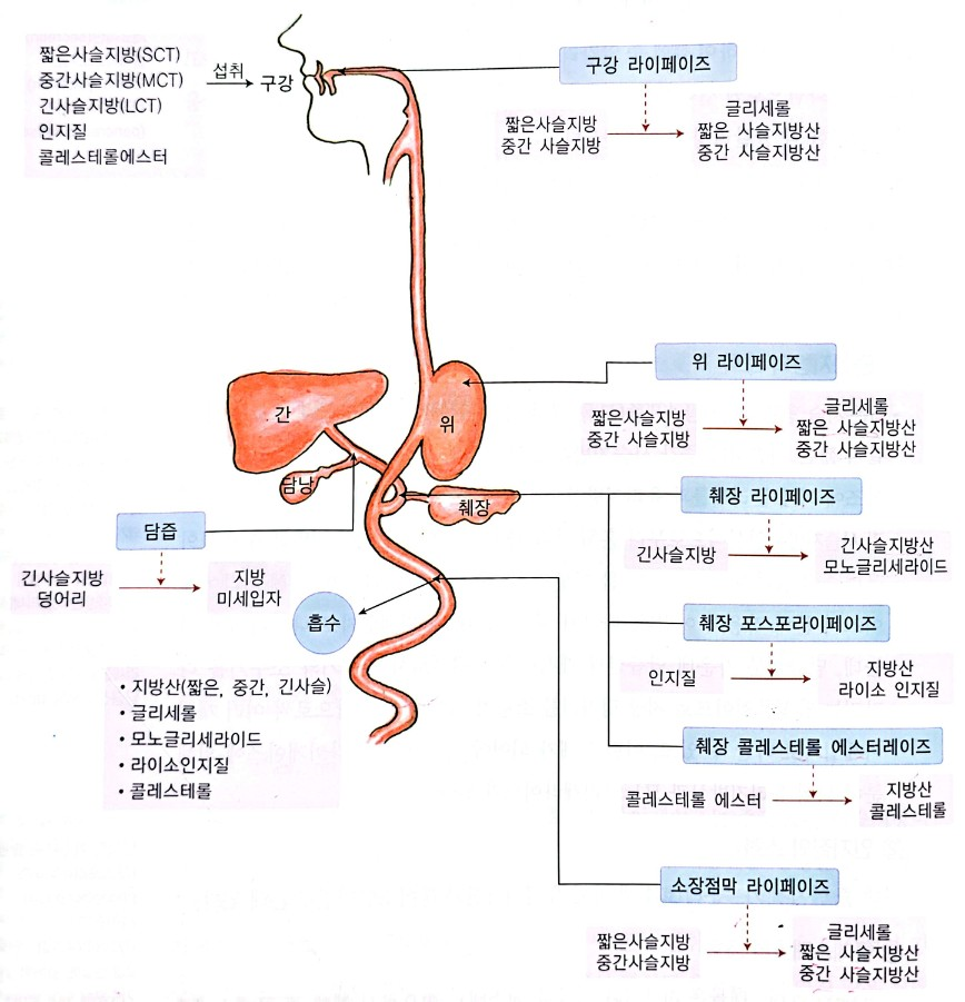 지질의 소화