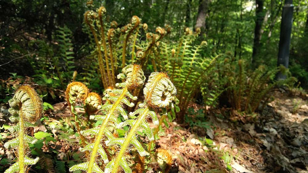 대모산&middot;우면산 '모기'