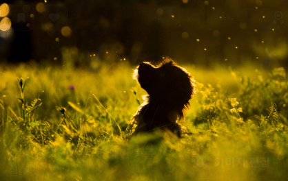 강아지 구충제가 필요한 이유 관련 사진