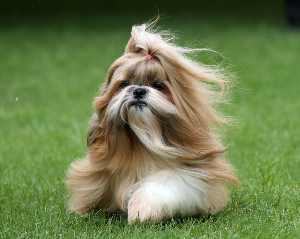 강아지가 바람에 긴 털을 날리면서 않아있는 모습