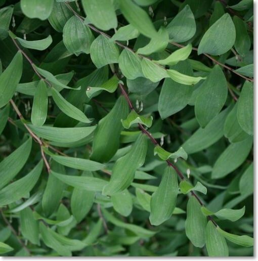 둥글레-잎-뿌리-꽃