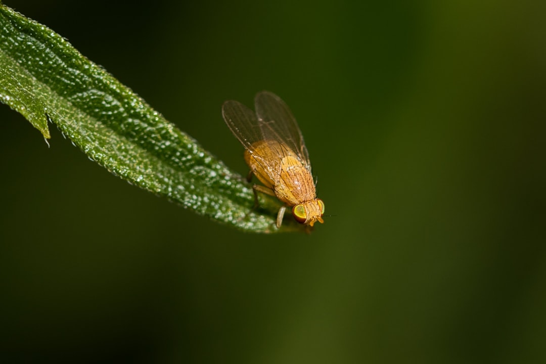 Identification