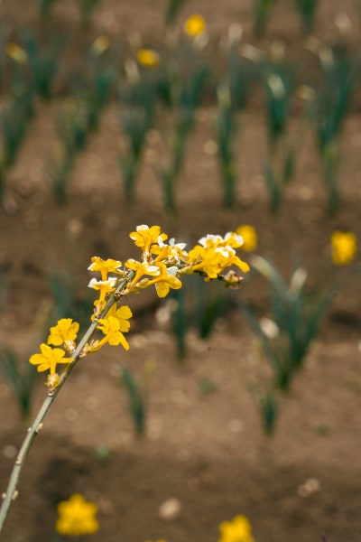 거제 공곶이 수선화 개화시기&amp;만개시기