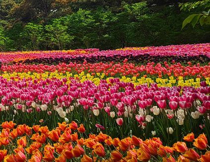 태안 튤립축제 기간&amp;#44; 입장료&amp;#44; 주차장