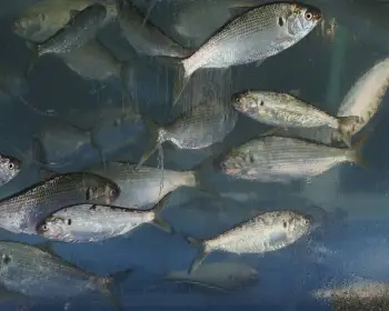 서천 홍원항 자연산 전어 꽃게 축제_12