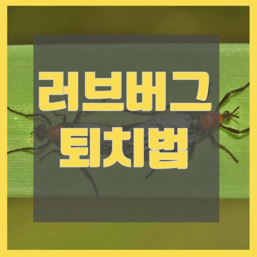 러브버그퇴치방법