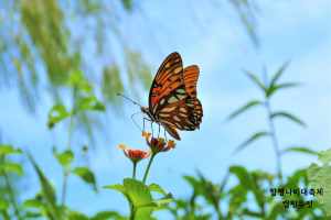 함평나비축제 예매 입장료 기간