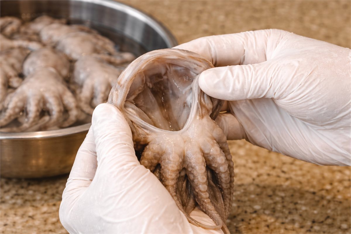 내장을 뺀 뒤 머리 안쪽이 비어 보이는 주꾸미 손질 상태