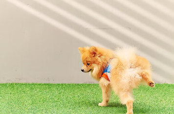 개에게서 '무색투명한 소변'이나 '반짝반짝한 소변'이 나오는 원인은?