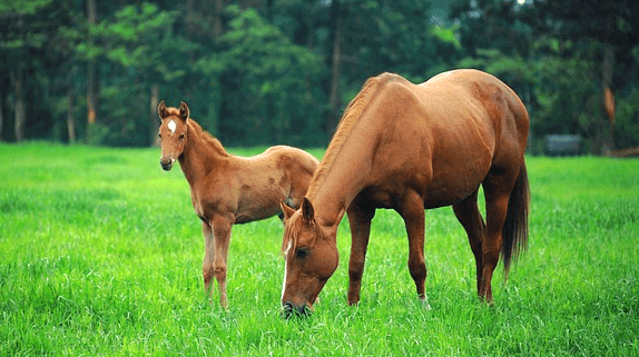 초폭색 풀밭에 갈색 망아지와 어미 말이 나란히 서있다. 망아지는 땅을 보고있고, 어미말은 풀을 뜯는다.
