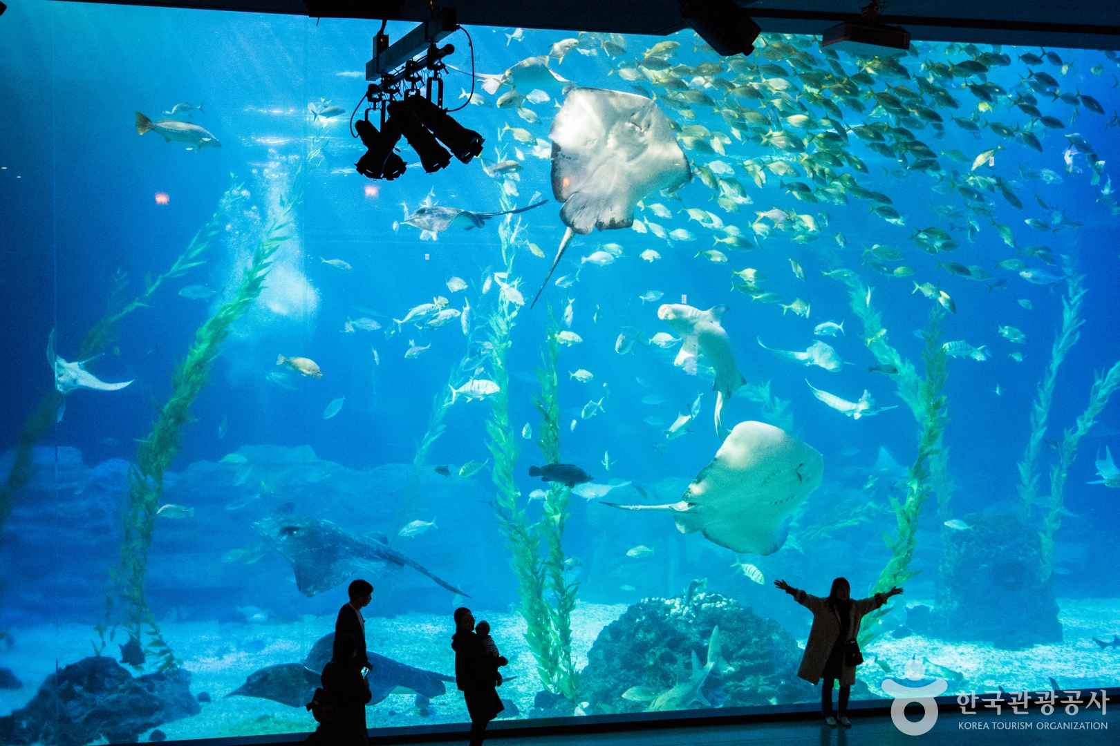 제주 아쿠아플라넷