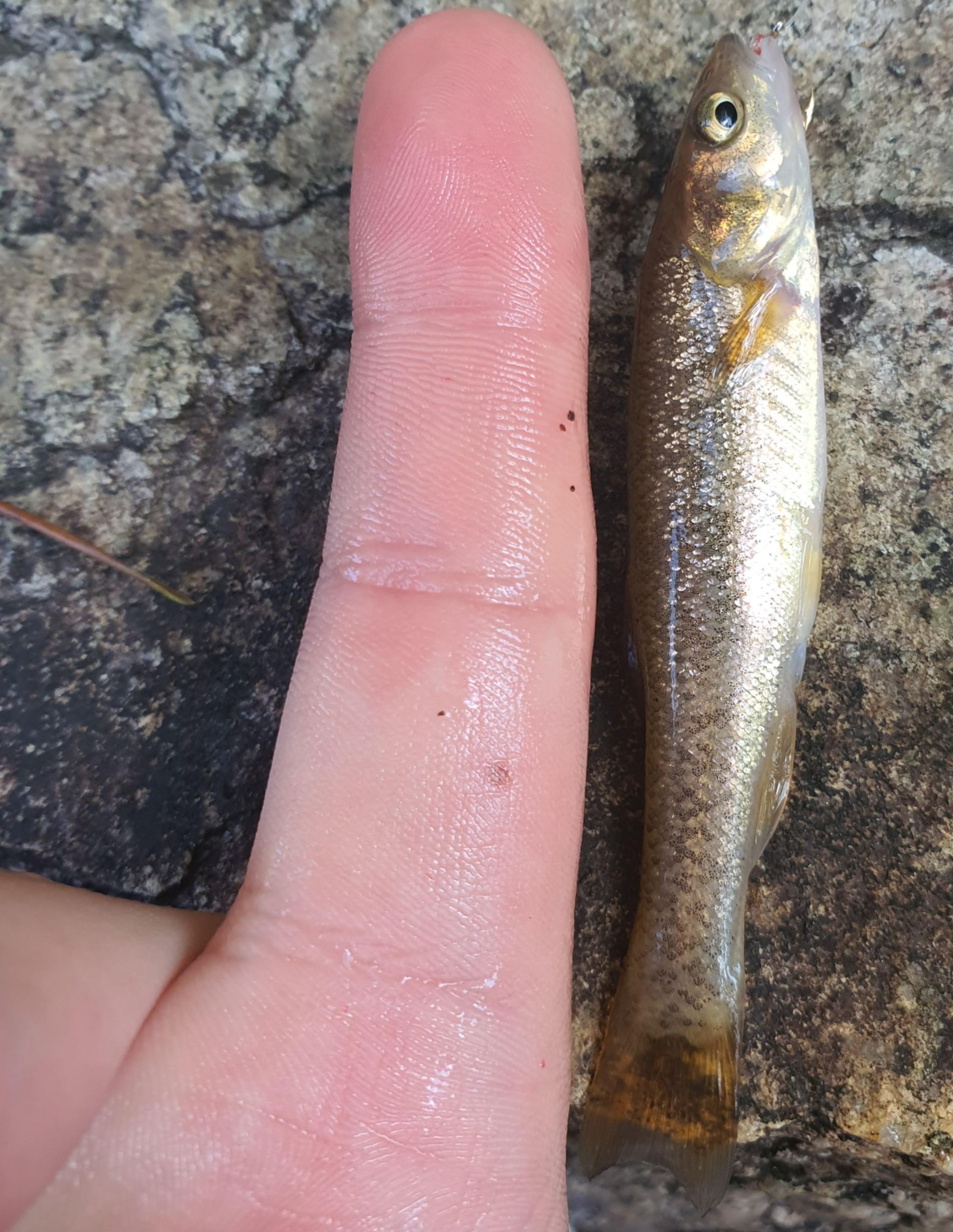 성인 남성 손마디만한 물고기