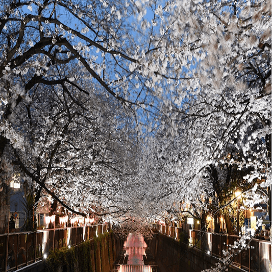 도쿄 메구로 강 벚꽃 전경 사진