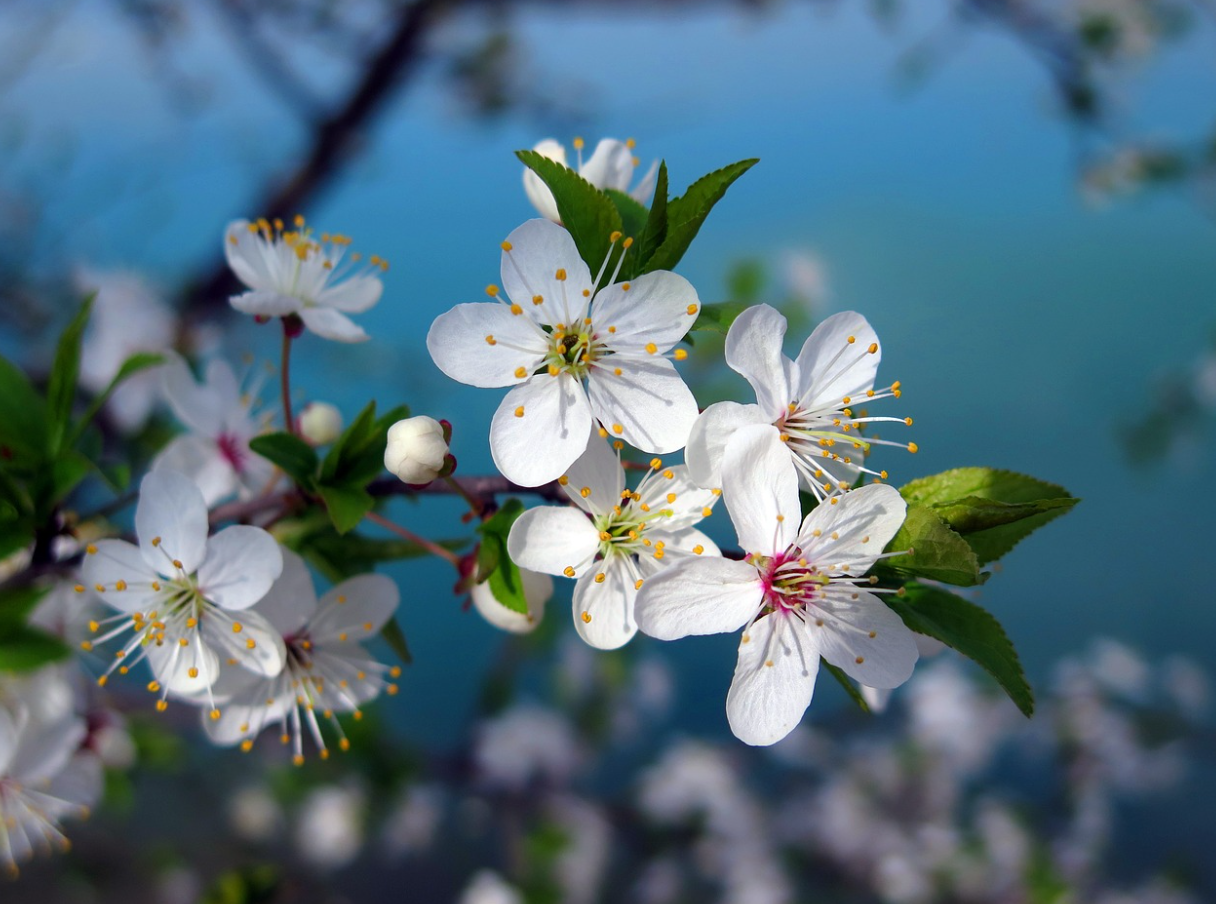 2024년 벚꽃 개화 시기